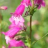 PENSTEMON 'Threave Pink' 2 PENSTEMON 'Threave Pink' -UK Garden Supplies Sales Shop penstemon threave pink 6160343