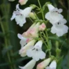 PENSTEMON 'White Bedder' -UK Garden Supplies Sales Shop penstemon white bedder 222781
