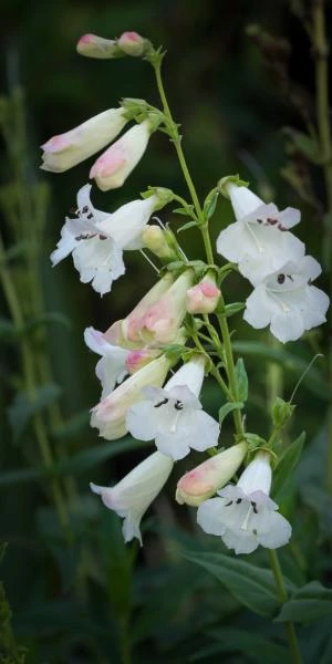 PENSTEMON 'White Bedder' 3 PENSTEMON 'White Bedder'