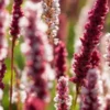 BISTORTA Affinis 'Superba' -UK Garden Supplies Sales Shop persicaria affinis superba 7010668