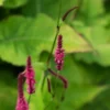 BISTORTA Amplexicaulis 'Firetail' -UK Garden Supplies Sales Shop persicaria amplexicaulis firetail web