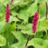 BISTORTA Amplexicaulis 'JS Caliente'PBR -UK Garden Supplies Sales Shop persicaria amplexicaulis j s caliente 9290624