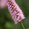 BISTORTA Officinalis 'Superba' -UK Garden Supplies Sales Shop persicaria bistorta superba 5170154