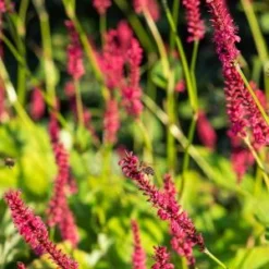 BISTORTA Amplexicaulis 'Firetail' -UK Garden Supplies Sales Shop persicaria firetail