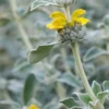 PHLOMIS Grandiflora 'Lloyd's Silver' -UK Garden Supplies Sales Shop phlomis grandiflora lloyd s silver 222804