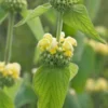 PHLOMIS Russeliana -UK Garden Supplies Sales Shop phlomis russeliana 1