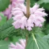 PHLOMOIDES Tuberosa 'Amazone' -UK Garden Supplies Sales Shop phlomis tuberosum amazone 2