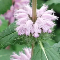 PHLOMOIDES Tuberosa 'Amazone'