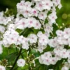 PHLOX Maculata 'Delta' -UK Garden Supplies Sales Shop phlox delta 7130254