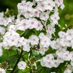PHLOX Maculata 'Delta'