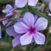PHLOX Divaricata Subsp.laphamii 'Chattahoochee' -UK Garden Supplies Sales Shop phlox divaricata subsp 2