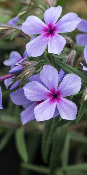 PHLOX Divaricata Subsp.laphamii 'Chattahoochee' 3 PHLOX Divaricata Subsp.laphamii 'Chattahoochee'