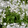 PHLOX Divaricata 'White Perfume' -UK Garden Supplies Sales Shop phlox divaricata white perfume 5141137