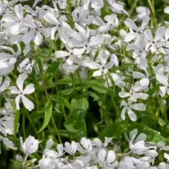 PHLOX Divaricata 'White Perfume'
