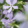 PHLOX Divaricata 'Clouds Of Perfume' -UK Garden Supplies Sales Shop phlox diviricata clouds of perfume 4210273