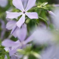 PHLOX Divaricata 'Clouds Of Perfume'