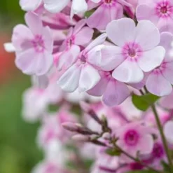 PHLOX Paniculata 'Monica Lynden-Bell'
