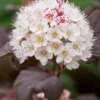 PHYSOCARPUS Opulifolius 'Lady In Red' PBR -UK Garden Supplies Sales Shop physocarpus o