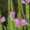 PHYSOSTEGIA Virginiana 'Vivid' 2 PHYSOSTEGIA Virginiana 'Vivid' -UK Garden Supplies Sales Shop physostegia virginiana vivid 8250724