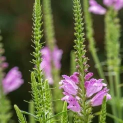 PHYSOSTEGIA Virginiana 'Vivid'