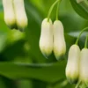 POLYGONATUM X Hybridum -UK Garden Supplies Sales Shop polygonatum hybridum 4250032 2
