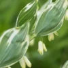 POLYGONATUM X Hybridum 'Striatum' -UK Garden Supplies Sales Shop polygonatum x hybridum striatum 4232067