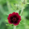POTENTILLA Thurberi 'Monarch's Velvet' 2 POTENTILLA Thurberi 'Monarch's Velvet' -UK Garden Supplies Sales Shop potentilla monarchs velvet web