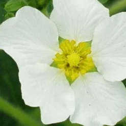 POTENTILLA 'White Queen'