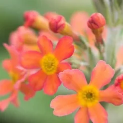 PRIMULA Bulleyana (Pf) -UK Garden Supplies Sales Shop primula bulleyana 050555