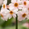 PRIMULA Japonica 'Alba' -UK Garden Supplies Sales Shop primula japonica alba 5060008