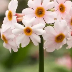 PRIMULA Japonica 'Alba'