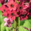 PRIMULA Japonica 'Miller's Crimson' (Pf) -UK Garden Supplies Sales Shop primula japonica miller s crimson 5090040