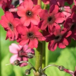 PRIMULA Japonica 'Miller's Crimson' (Pf)