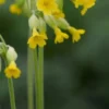 PRIMULA Veris (Pr) -UK Garden Supplies Sales Shop primula veris 4130552