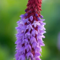 PRIMULA Vialii (So)