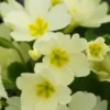 PRIMULA Vulgaris (Pr/Prim) -UK Garden Supplies Sales Shop primula vulgaris 2201015