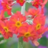PRIMULA X Bulleesiana (Pf) -UK Garden Supplies Sales Shop primula x bulleesiana