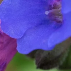 PULMONARIA 'Blue Ensign' 7 PULMONARIA 'Blue Ensign' -UK Garden Supplies Sales Shop pulmonaria blue ensign 1270180