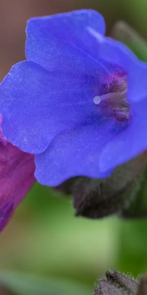 PULMONARIA 'Blue Ensign' 5 PULMONARIA 'Blue Ensign' - Image 3