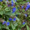 PULMONARIA 'Blue Ensign' -UK Garden Supplies Sales Shop pulmonaria blue ensign 4010728