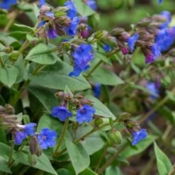 PULMONARIA 'Blue Ensign'
