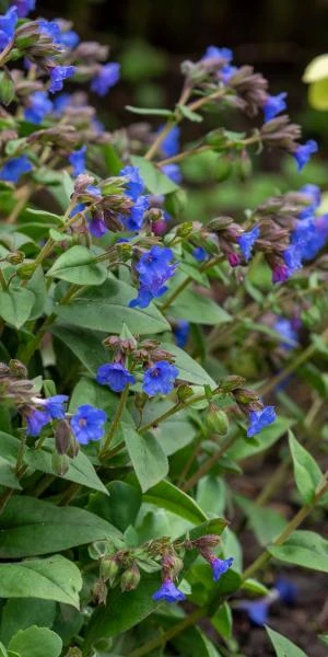 PULMONARIA 'Blue Ensign' 3 PULMONARIA 'Blue Ensign'