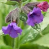 PULMONARIA 'Diana Clare' -UK Garden Supplies Sales Shop pulmonaria diana clare 2060474