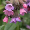 PULMONARIA 'Stillingfleet Meg' -UK Garden Supplies Sales Shop pulmonaria stillingfleet meg 3140508