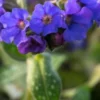 PULMONARIA 'Trevi Fountain' -UK Garden Supplies Sales Shop pulmonaria trevi fountain 1170056
