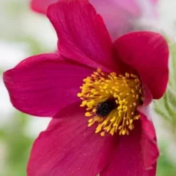 PULSATILLA Vulgaris 'Rode Klokke'