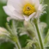 PULSATILLA Vulgaris 'Alba' -UK Garden Supplies Sales Shop pulsatilla vulgaris alba 3200038 2