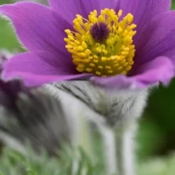 PULSATILLA Vulgaris 'Blaue Glocke'