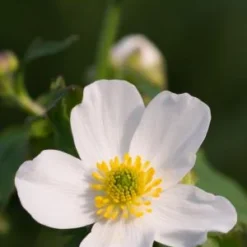 RANUNCULUS Aconitifolius