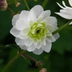 RANUNCULUS Aconitifolius 'Flore Pleno'